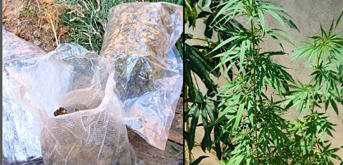 PRISÃO EM FLAGRANTE - Polícia Civil recupera celular roubado e apreende drogas em Ji-Paraná
